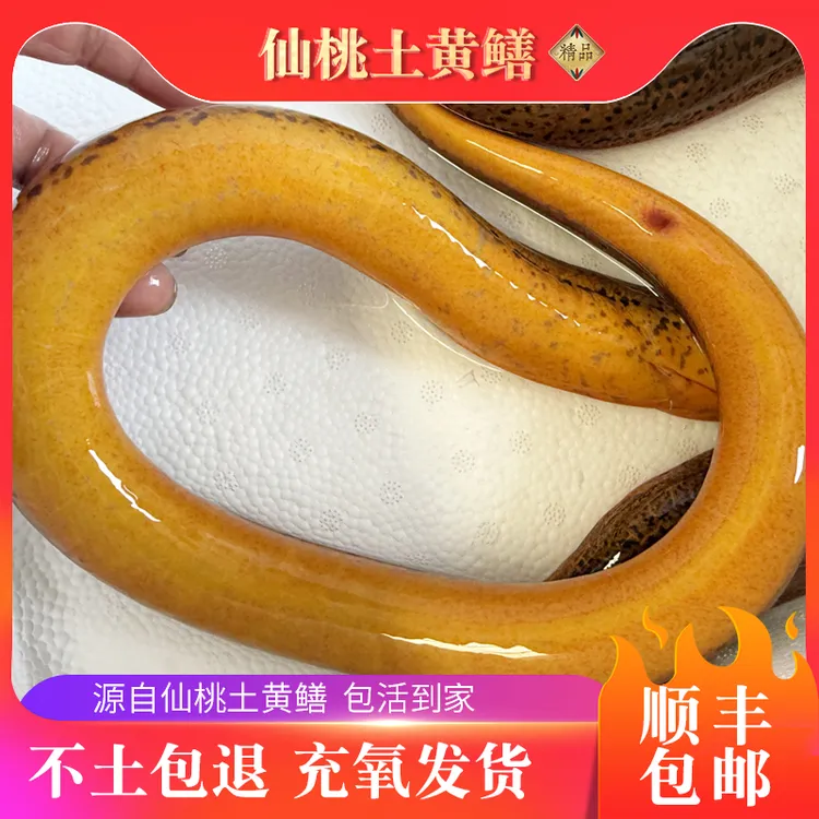 鲜活土黄鳝肉质细嫩鲜美2-3斤顺丰包邮包活品质保障