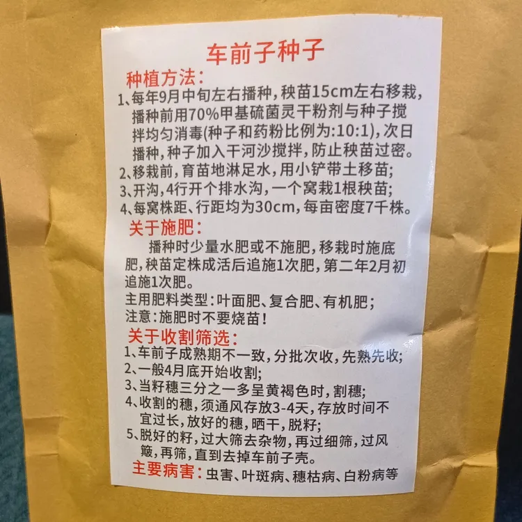 贵州露天种植车前草（种子）正在售卖中，需要的老板联系我？