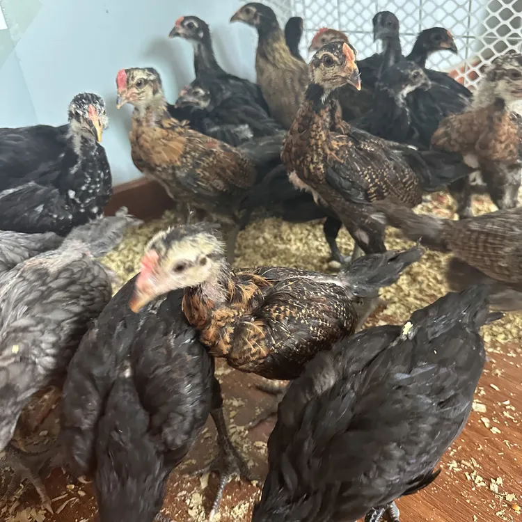 宠物鸡 杂交斗鸡半斤左右好养好喂观赏互动