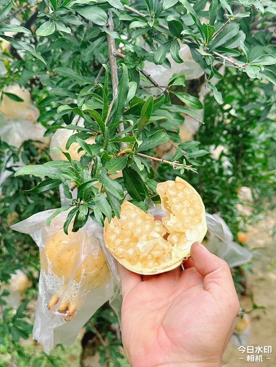 王大利精品富硒石榴基地