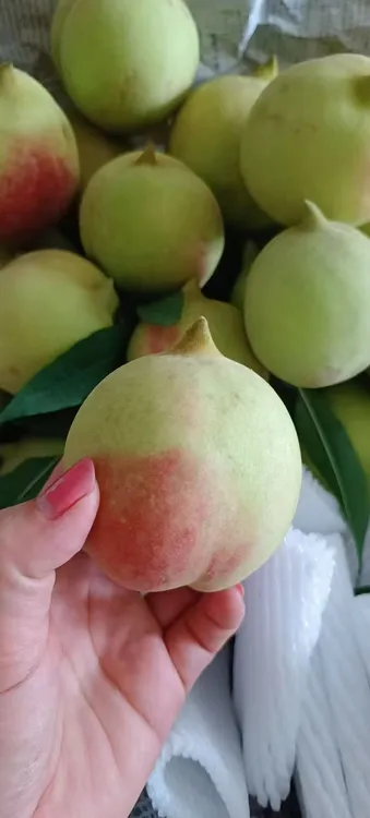 连州鹰嘴桃脆甜爽口现摘现发货