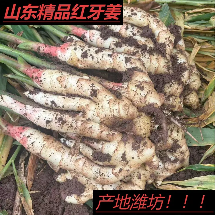 新鲜健康红芽嫩姜农家大仔姜牙现挖子姜醋生姜芽