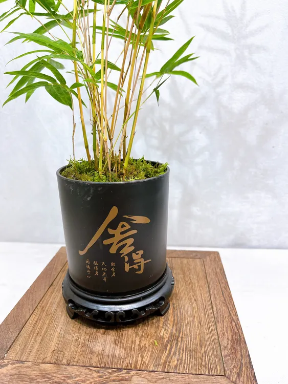 土培红观音竹办公桌茶桌书桌好养易活桌上摆件