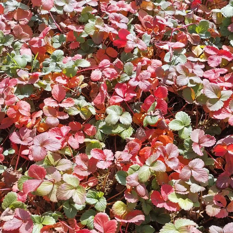 草莓苗奶油红颜草莓秧宁玉粉玉草莓苗裸根发货