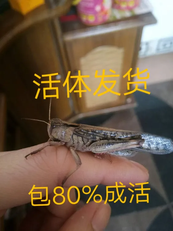 活体蚂蚱东亚飞蝗宠物零食饲料油炸蚂蚱钓鱼饵料