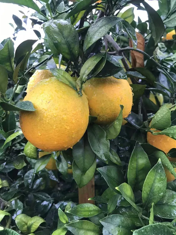 江西赣南早脐橙现摘手剥香甜爆汁果园直发包邮