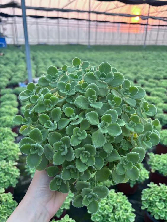 碰碰香一抹香盆栽室内四季常青可净化空气驱蚊驱虫绿植