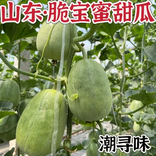 【顺丰快递】山东脆宝蜜甜瓜酥脆香甜