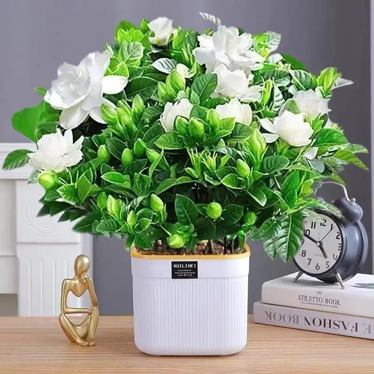 小叶栀子花不带花苞盆栽花卉植物室内四季绿植水培浓香好养活