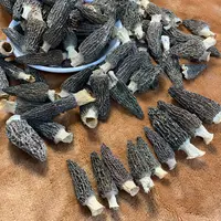 【翠凤】六妹羊肚菌 四川头茬羊肚菌味道鲜浓 煲汤