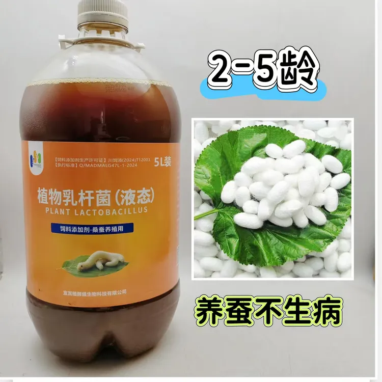 植物乳杆菌蚕宝大白厚