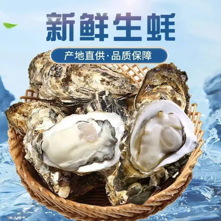 【小刚海鲜】正宗乳山生蚝海鲜水产海蛎子产地特大生蚝一箱5斤-2XL