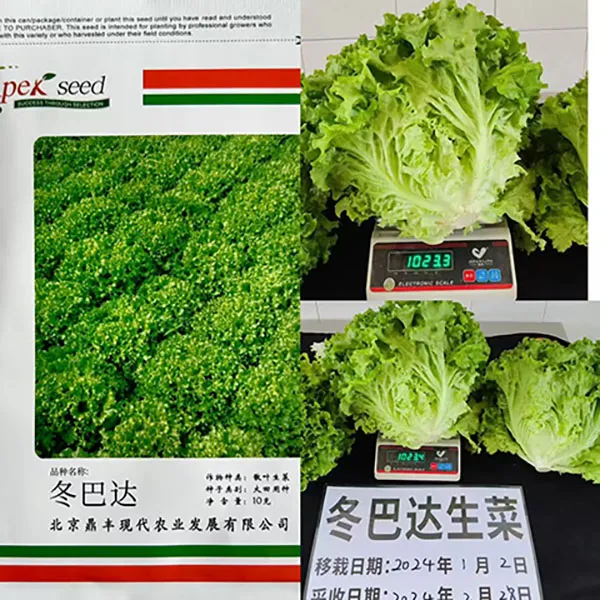 北京鼎丰冬巴达生菜种子耐寒鸡窝菜种冬春冷棚夏秋高海拔及露地