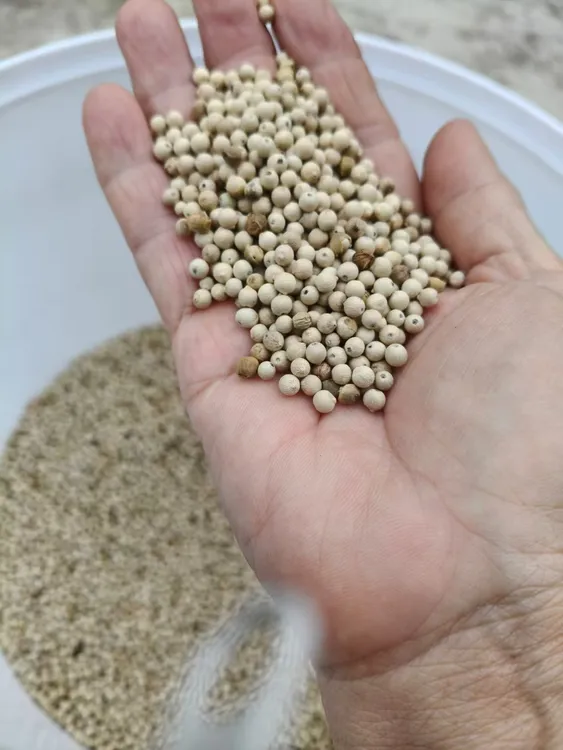 正宗海南精选特级白胡椒颗粒家用去腥增香提鲜入味