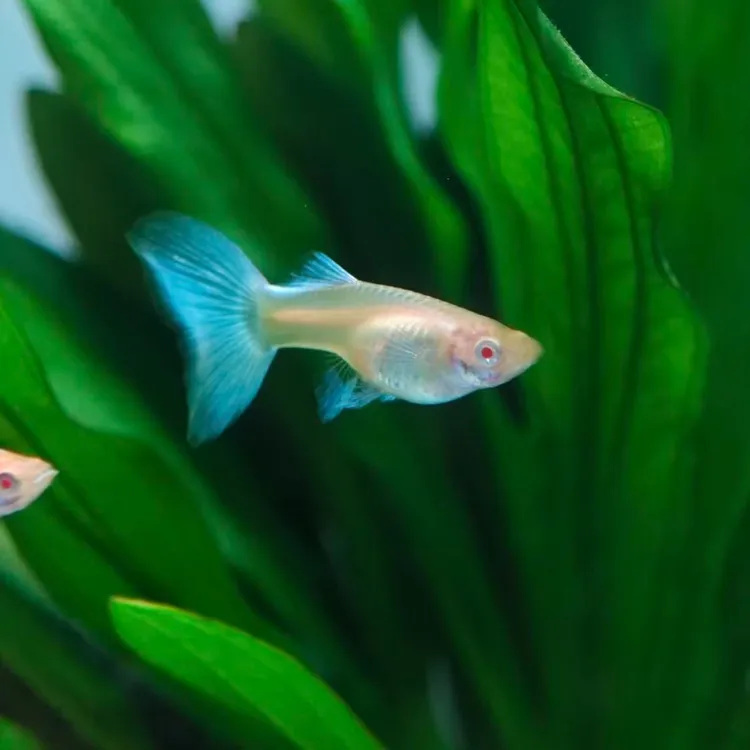 【天空之境】天空蓝孔雀鱼