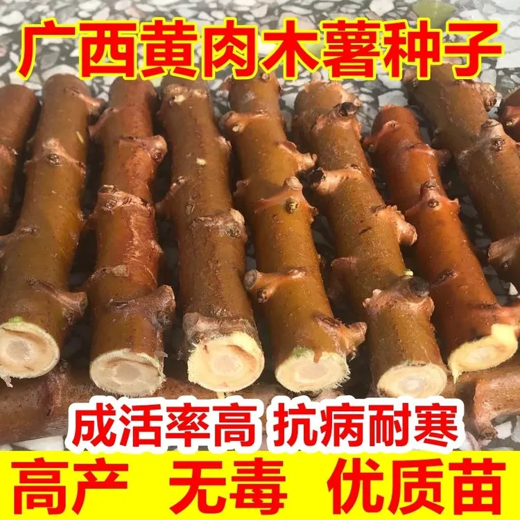 广西食用木薯苗红皮新鲜黄肉面包高产黄肉板栗种黄心糖水包邮