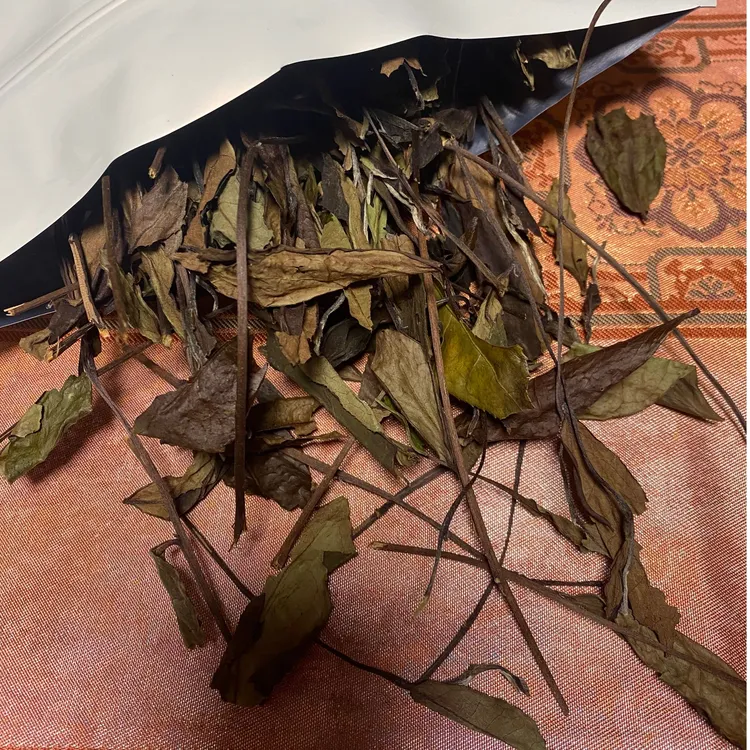 锦欢的茶.政和白茶荒野春寿眉大叶茶蜜香清甜韵味独特白茶