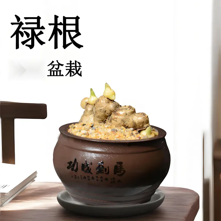 禄根盆栽带芽好养生姜苗种植植物办公室内桌面小绿植盆景