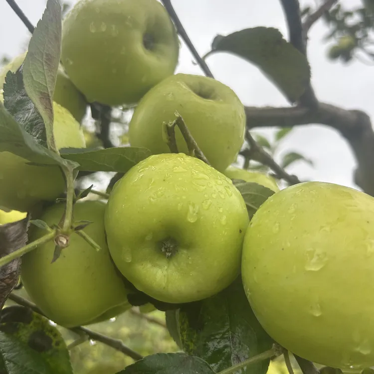 丁王村纯甜青苹果