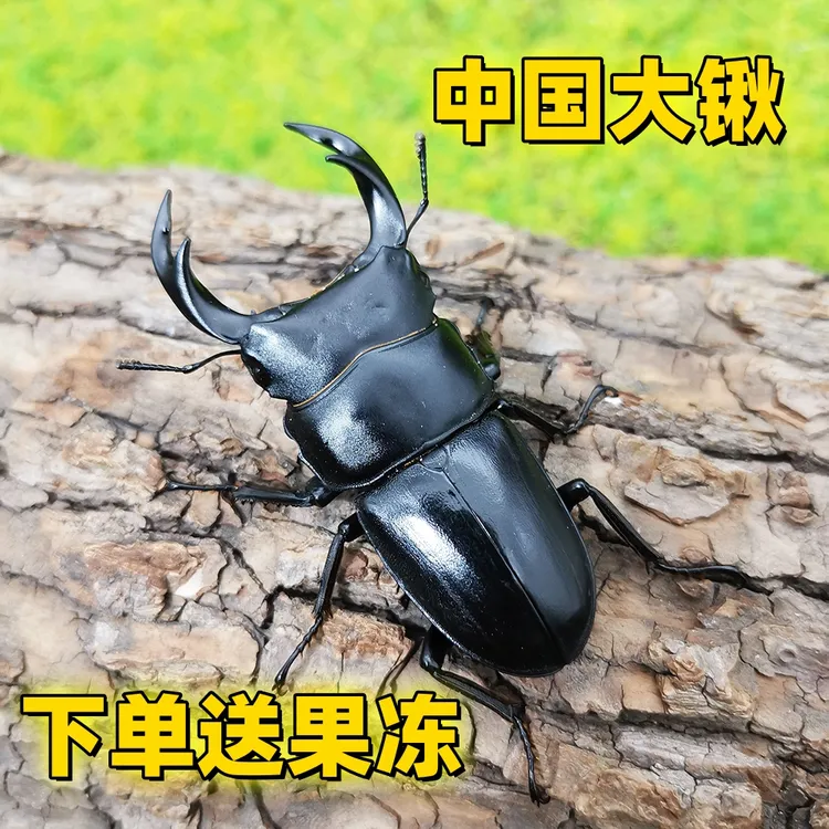 中国大锹成虫活虫入门宠物甲虫饲养套餐科普昆虫大锹甲活体锹甲虫