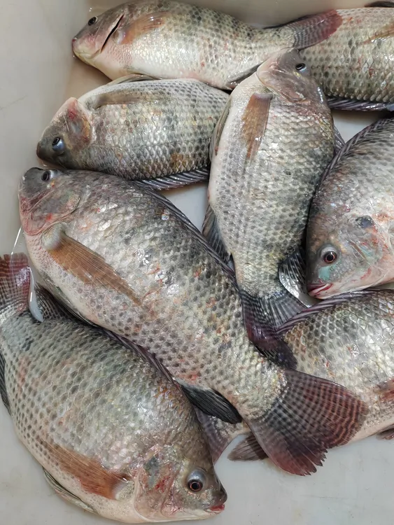 崖南海鱼干味道好