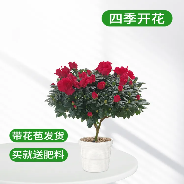 红宝石杜鹃花带花苞四季开花杜鹃花盆栽家居室内种植好养易活绿植