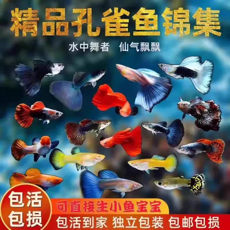 小型热带孔雀鱼活体招财淡水冷水好养耐活斑马鱼红凤尾小鱼观赏鱼