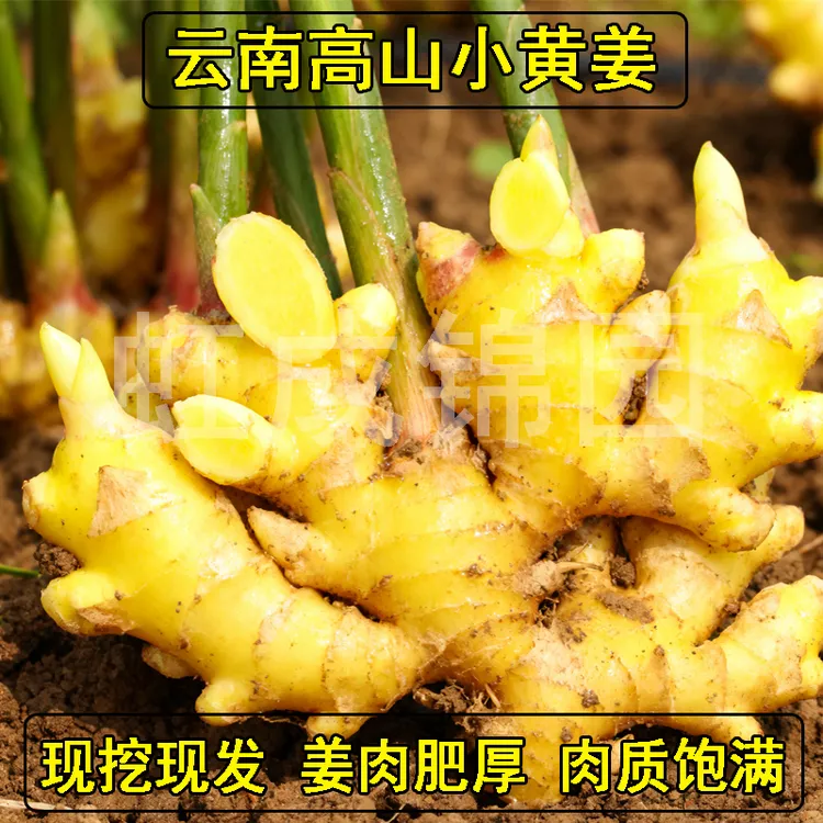 云南小黄姜包正宗嫩姜香味浓郁种植生姜辛辣新鲜现挖现发产地直销