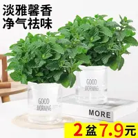 【拍一发二】可食用提神薄荷盆栽阳台桌摆好养驱蚊绿植家庭花卉盆栽