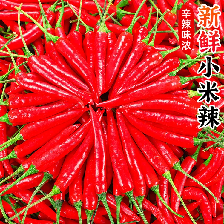【辛辣味浓】红小米辣1-5斤红辣椒小尖椒泡椒剁椒红辣子新鲜蔬菜