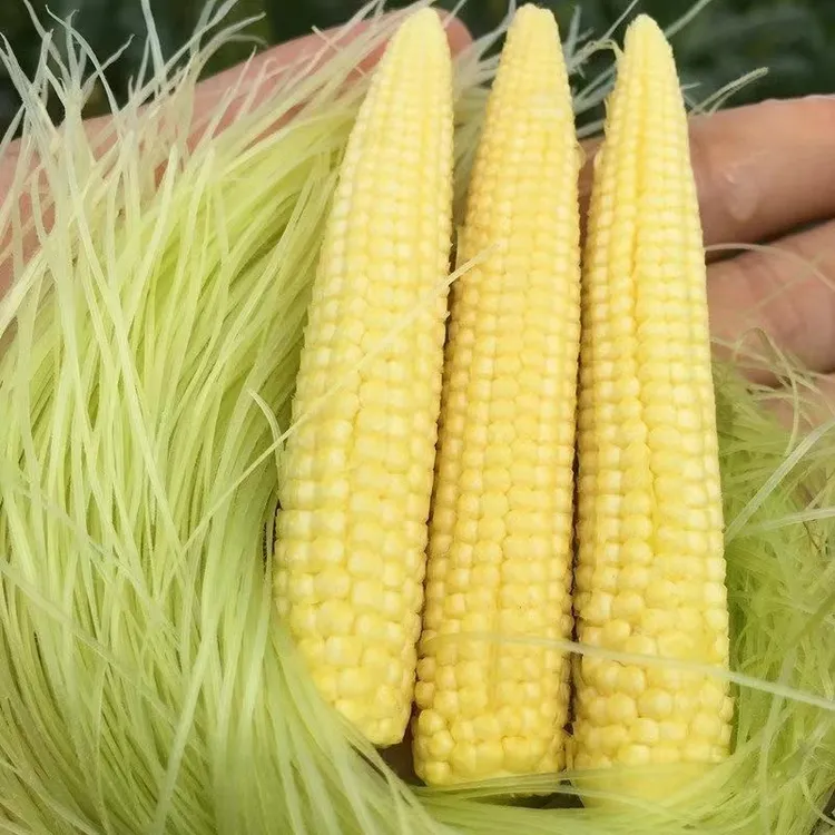 新鲜带皮玉米笋拇指玉米现摘现发玉米芯仔迷你水果玉米当季蔬菜