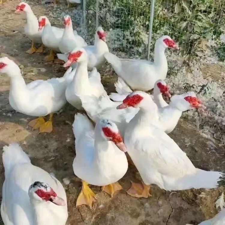 本地农家新鲜现杀家养散养白番鸭，红鼻番鸭