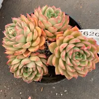 7620杂交精品基地13厘米