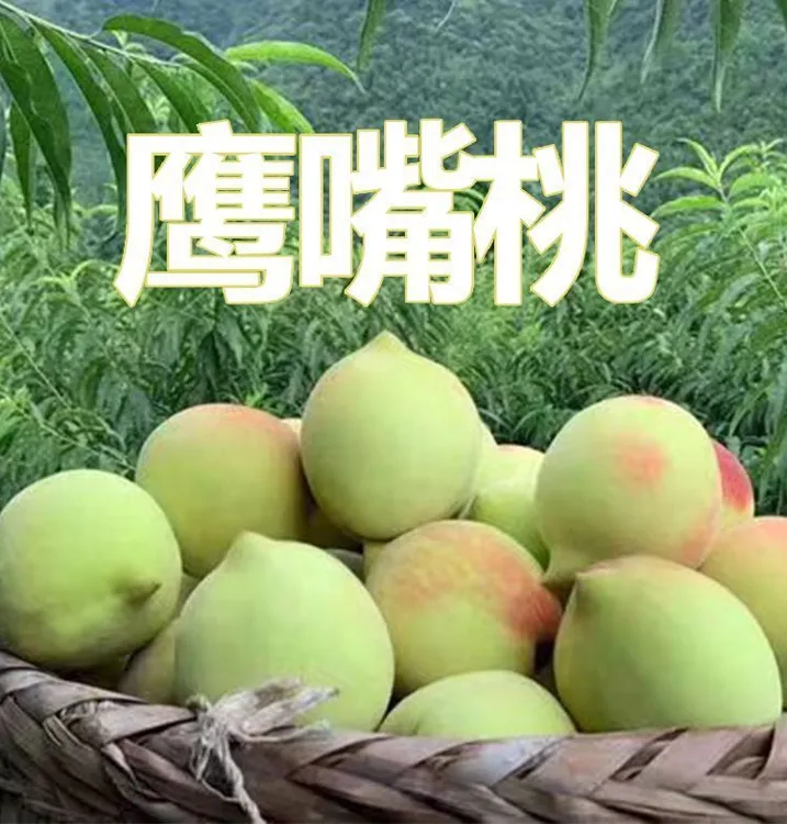 正宗新鲜鹰嘴桃大果10斤当季孕妇时令水果脆鹰嘴桃水蜜桃整箱包邮
