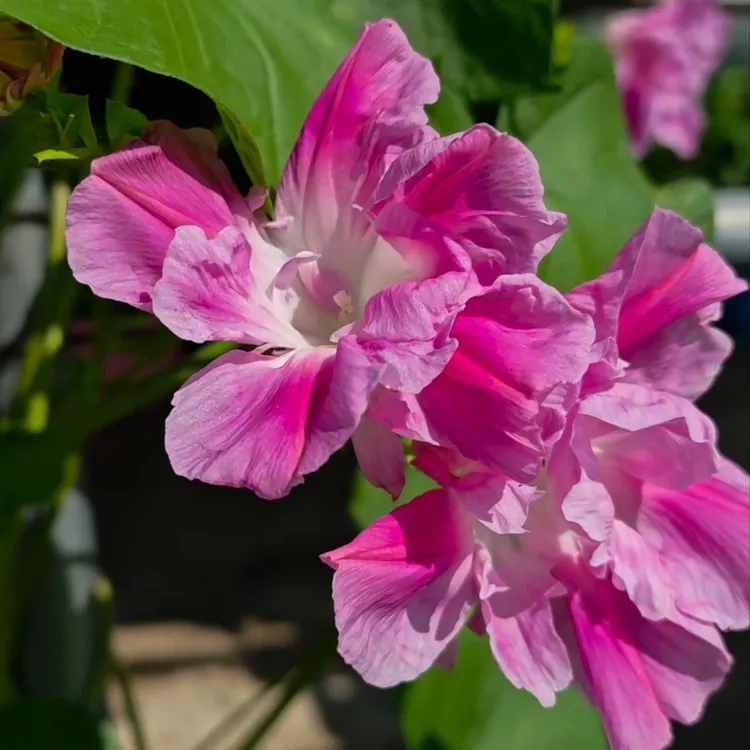 庭院花卉混色碎瓣牵牛花盆栽地栽