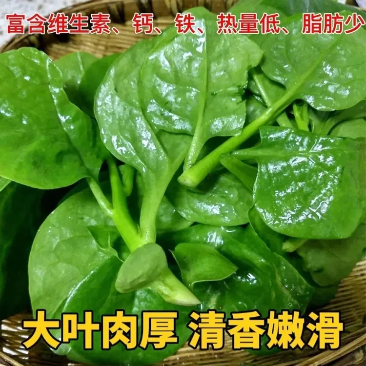 四季大叶木耳菜种子肉厚可食耐高温耐湿阳台盆栽高钙易种蔬菜种籽
