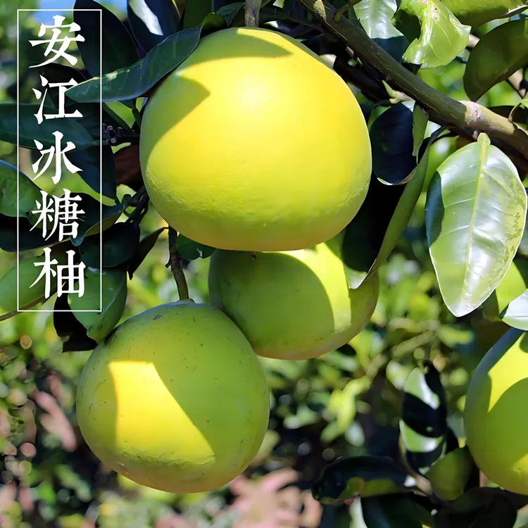 湖南怀化安江雪峰冰糖柚安福柚小苦柚金兰柚脆甜多汁【家庭装】