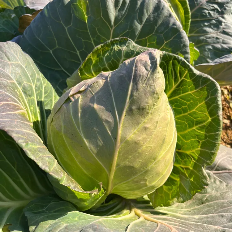 秋冬种植耐寒卷心菜苗秧苗平头甘蓝牛心甘蓝菜苗秧苗带土发货