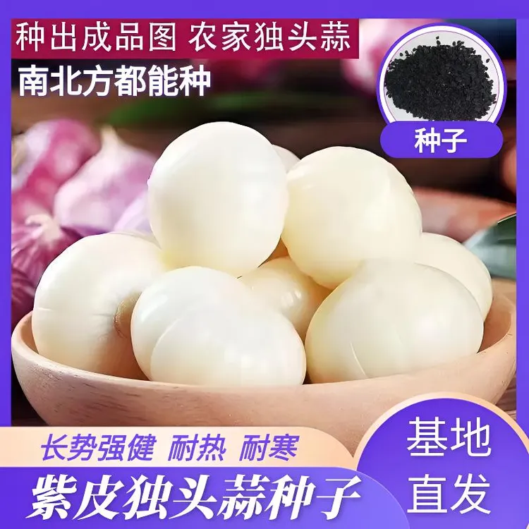 独蒜种子炒菜蒜香浓郁易种云南独头紫皮蒜种子新手阳台可盆栽种子