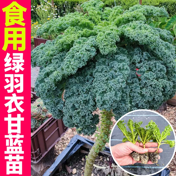 A耐寒绿色羽衣甘蓝秧苗超级食物蔬菜苗可观赏食用室内外盆栽地栽