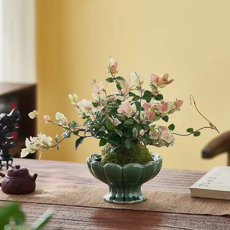 花叶络石盆栽彩叶爬藤垂吊花卉绿植室内绿植室内阳台绿植盆栽室内