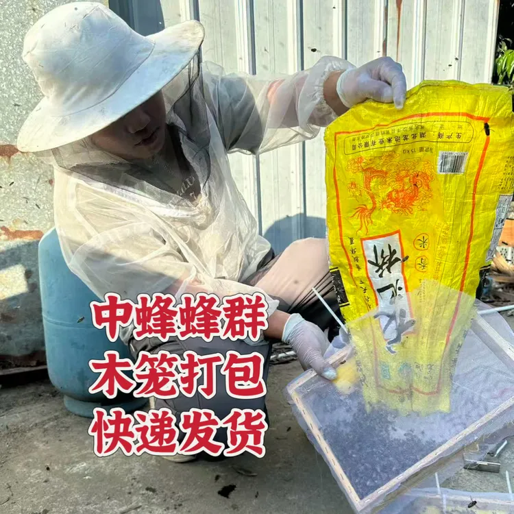 蜂群王蜜蜂活体蜜蜂出售生态土蜂优质中华蜂蜂王种王出售养蜂