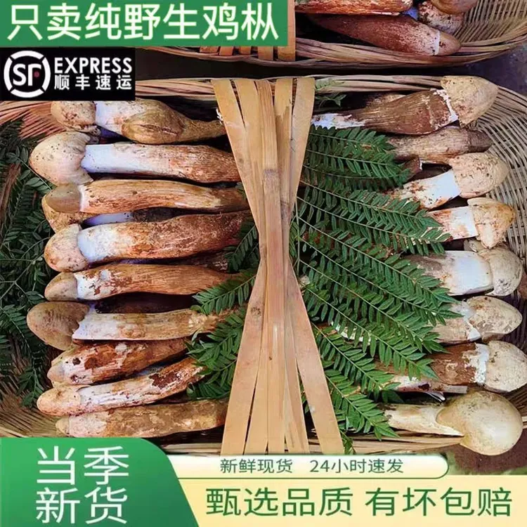 【顺丰特快】大凉山火把鸡枞菌营养野生鸡枞菌荔枝菌三塔菇云南菌菇
