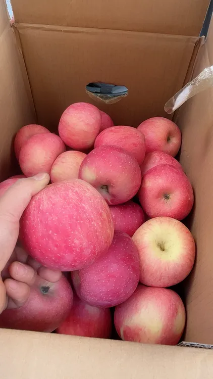 甘肃庆阳红富士苹果新鲜脆甜多汁当季水果