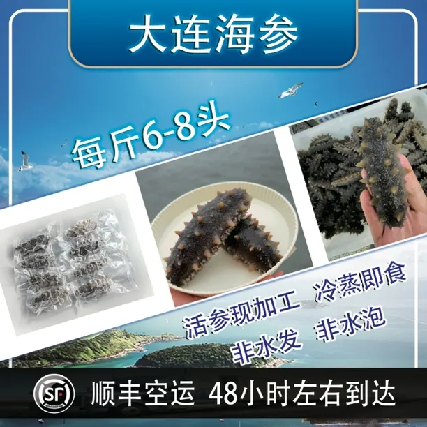 【冷蒸即食海参】大连海参  鲜活海参现加工 7斤送3斤（每斤约4-6头）