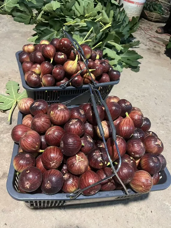 波姬红无花果老树果熟新鲜清甜可口当季水果