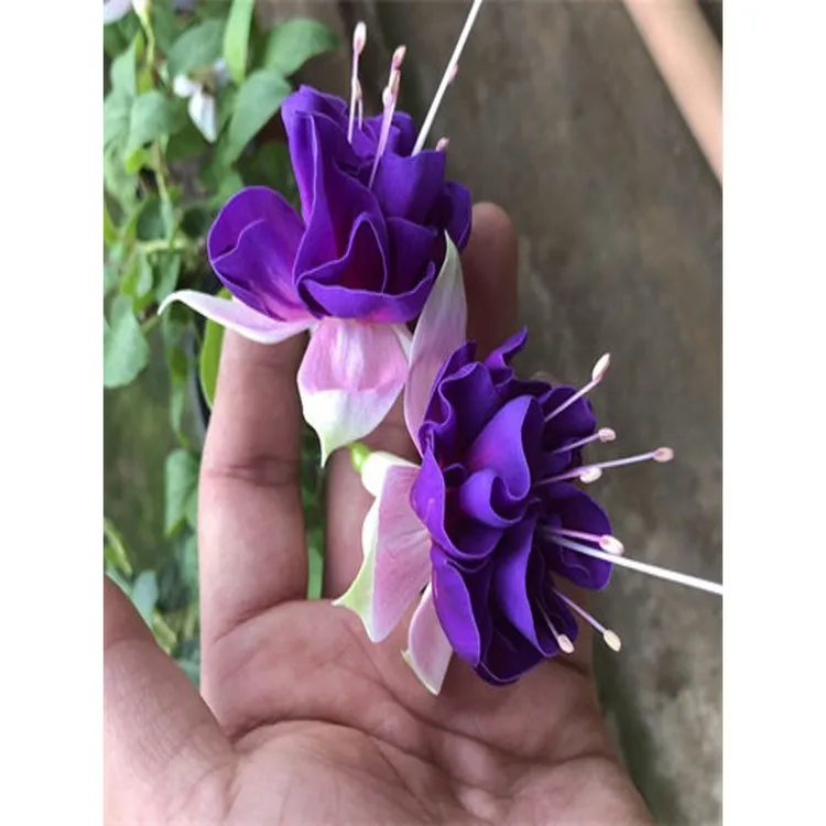 重瓣倒挂金钟花苗灯笼花盆栽室内绿植阳台四季开花带花苞不断花卉