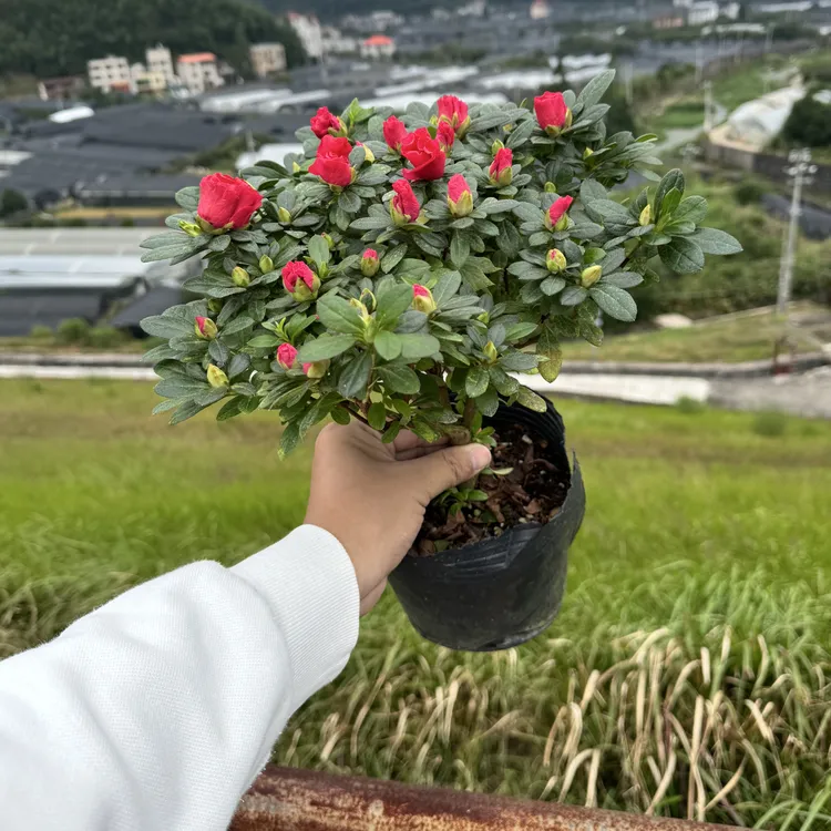 四季红宝石杜鹃花3年苗盆栽带花苞开花室内外阳台好养易活花卉