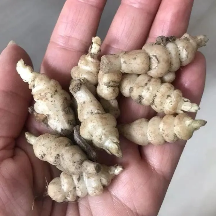 【宝塔菜种子】四季种植盆栽地栽阳台小院种植