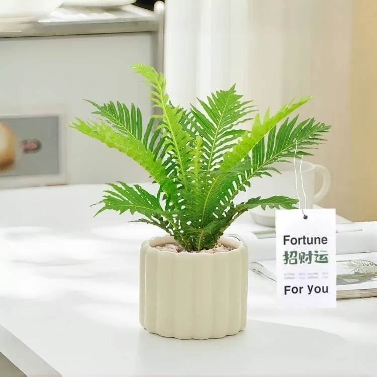 富贵蕨耐阴植物北欧ins办公室内客厅好养绿植花卉盆栽防辐射净化